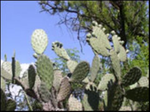  Cactus P.E.;Cactus Extract10:1 12:1 20:1 